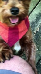 Bo my next door neighbor