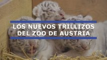 Cachorros trillizos del amenazado tigre blanco son presentados en Austria