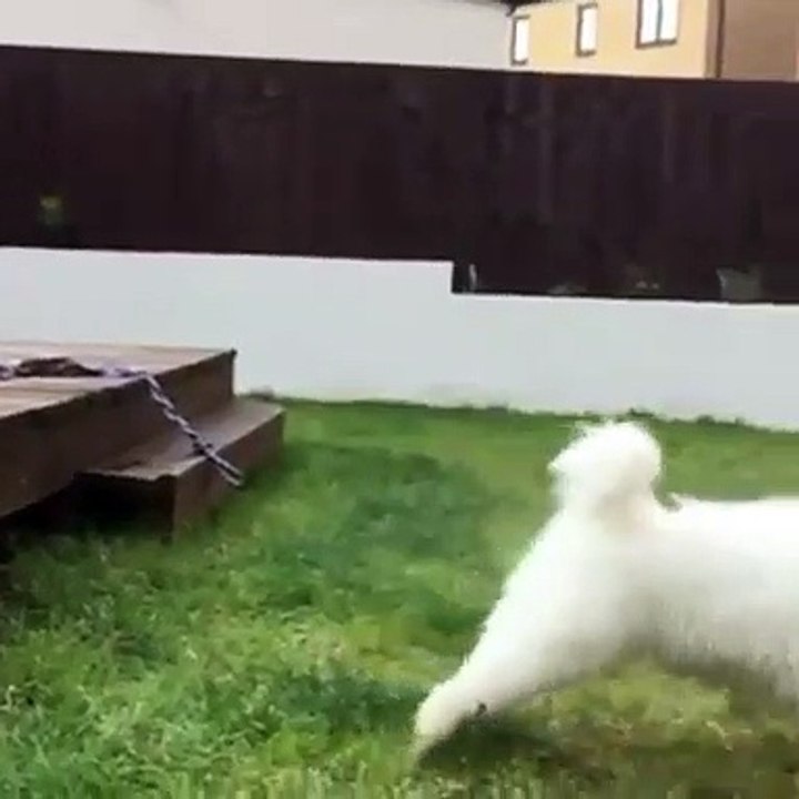 Ce chien est trop beau. Admirez !