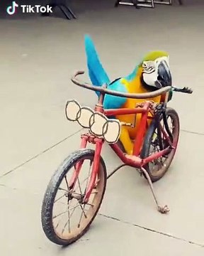 Quand un perroquet conduit un vélo mieux que les humains. Trop cute !