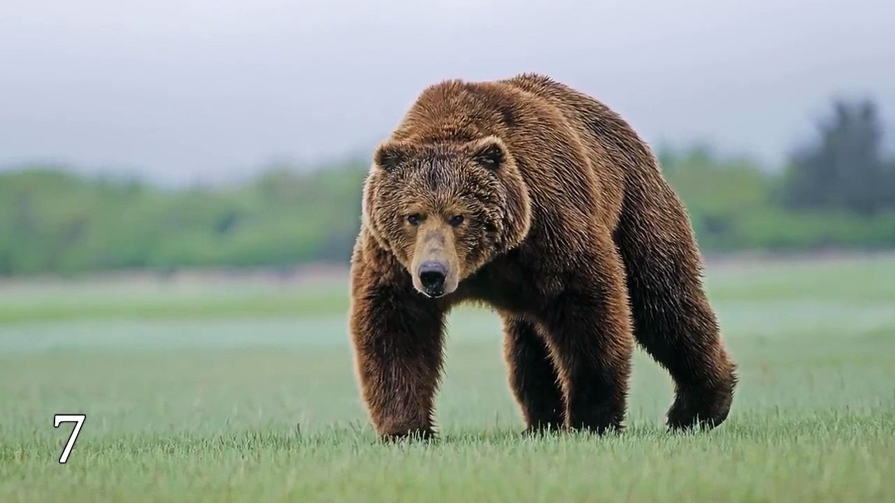 12 MOST FEARLESS ANIMALS