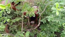 Primitive Building  - Make Build a chicken house