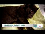 Nace bebé jaguar en el Zoológico de Culiacán  | Noticias con Francisco Zea