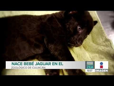 Nace bebé jaguar en el Zoológico de Culiacán | Noticias con Francisco Zea