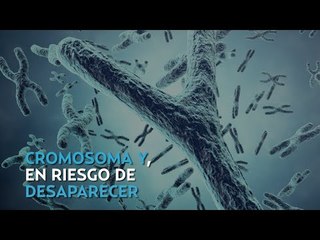 Cromosoma masculino se consume