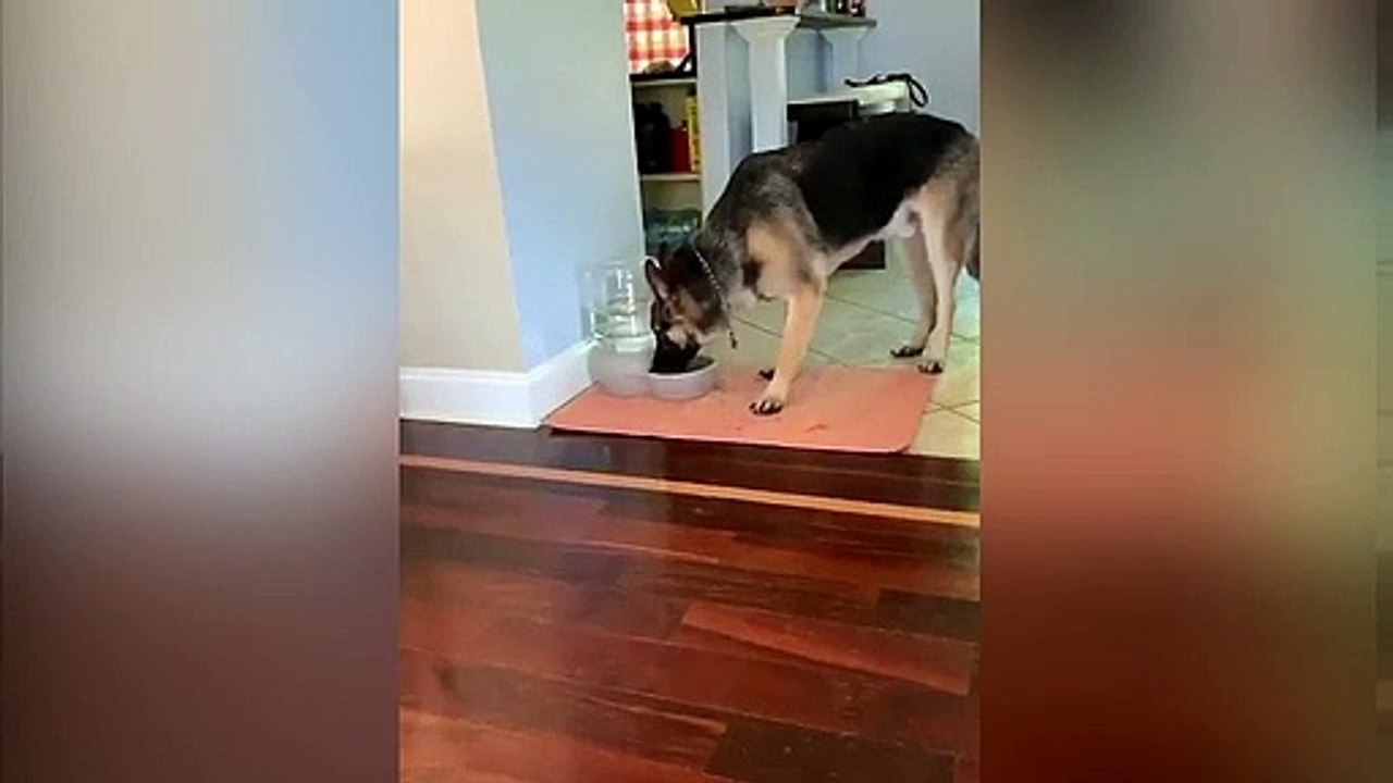 Un berger allemand est surpris par les bulles d'air !