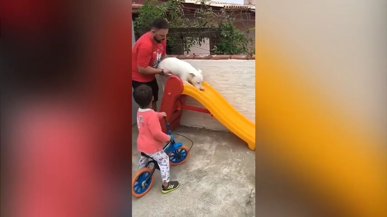Un chien découvre les joies du toboggan !