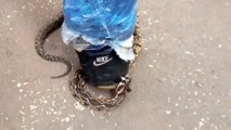 Un homme cruel s'amuse à marcher sur un serpent qui lui mord la chaussure