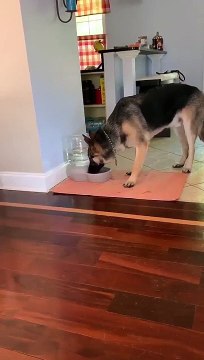 Un chien ne comprend pas pourquoi son eau fait des bulles ... Adorable