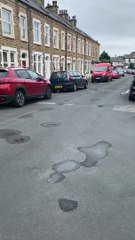Seagull Caught Pecking at Car