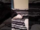 Sleepy Dog Sings Along with Owner