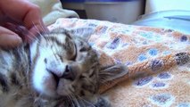 little sleeping kittens with their names