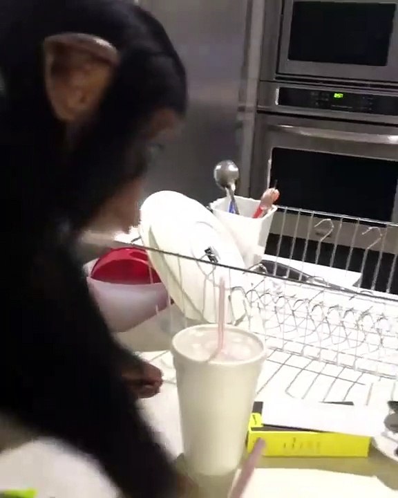 Un jeune chimpanzé  reconnait ses parents (humain) adoptifs après une longue absence