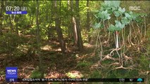 [뉴스터치] 벌초 나선 50대, 1억 원대 천종산삼 21뿌리 발견