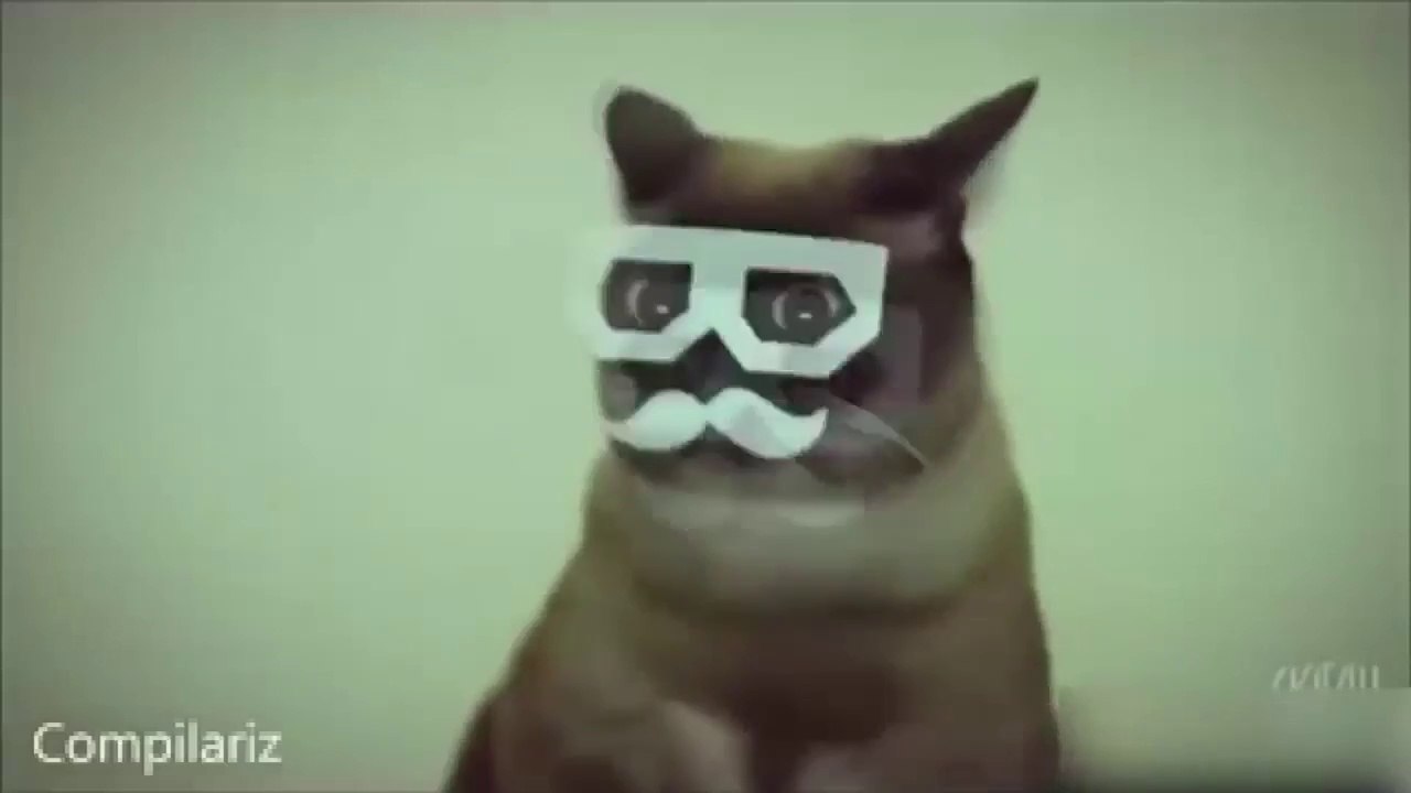 funny animals videos clean 2019