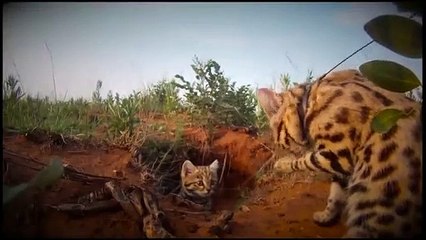 Wildlife Wonder-Black Footed Cats