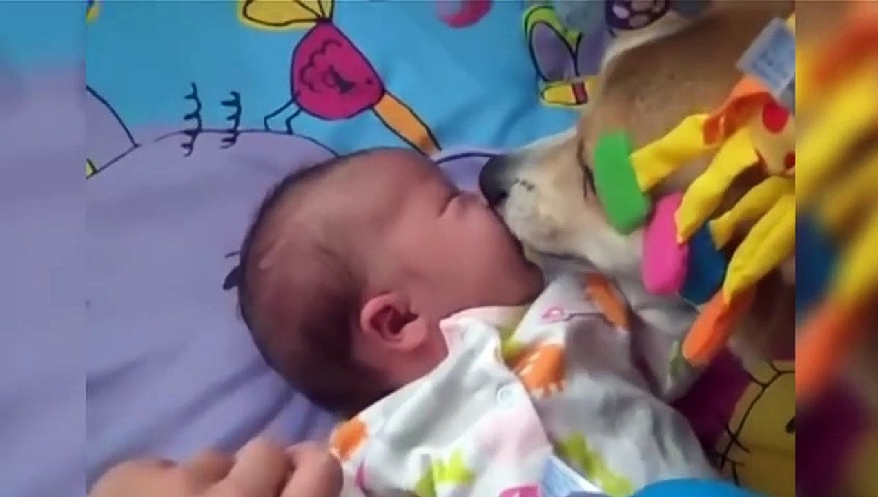 Corgis Love Babies