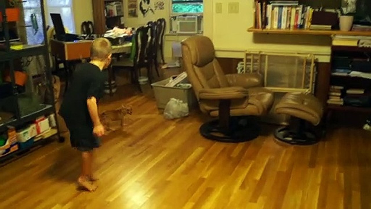 Kid making Chihuahua excited