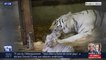 Trois tigres blancs du Bengale sont nés dans un zoo en Autriche