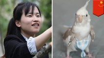 Chinese woman earns $4,000 a month making bird nappies