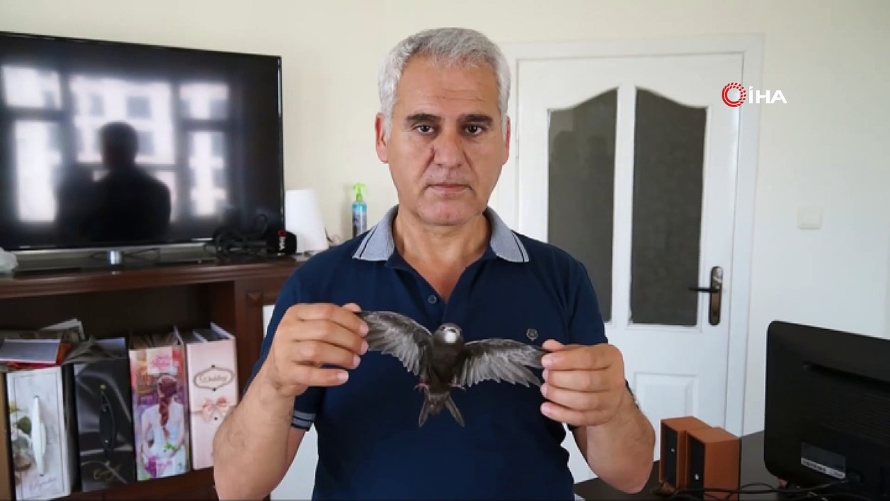 Batman’da Ebabil kuşu bulundu