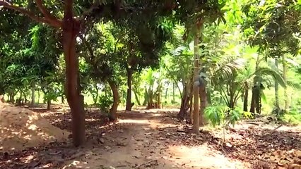 பாரம்பரிய இயற்கை விவசாயம் செய்து வெற்றி கண்ட சக்திவேல்-வீடியோ