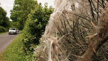 Spooky cobwebs blanket hedges in 'not-so-cozy' English countryside