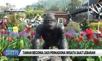 Indahnya Bunga Celosia Di Banda Aceh Video Dailymotion