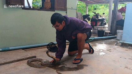 Talented snake charmer brings wild cobra under control with his bare hands
