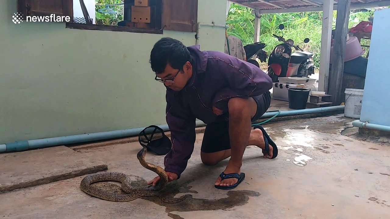 Talented snake charmer brings wild cobra under control with his bare hands