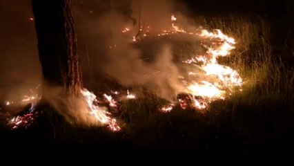 Ég az erdő Brandenburg tartományban