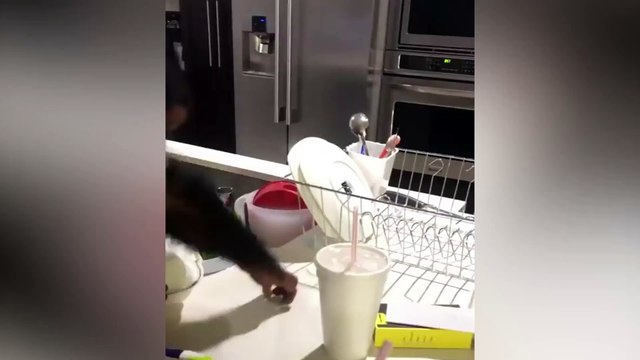 Des retrouvailles émouvantes entre un chimpanzé et ses anciens propriétaires !