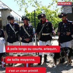 Le Berger de Savoie, menacé de disparition