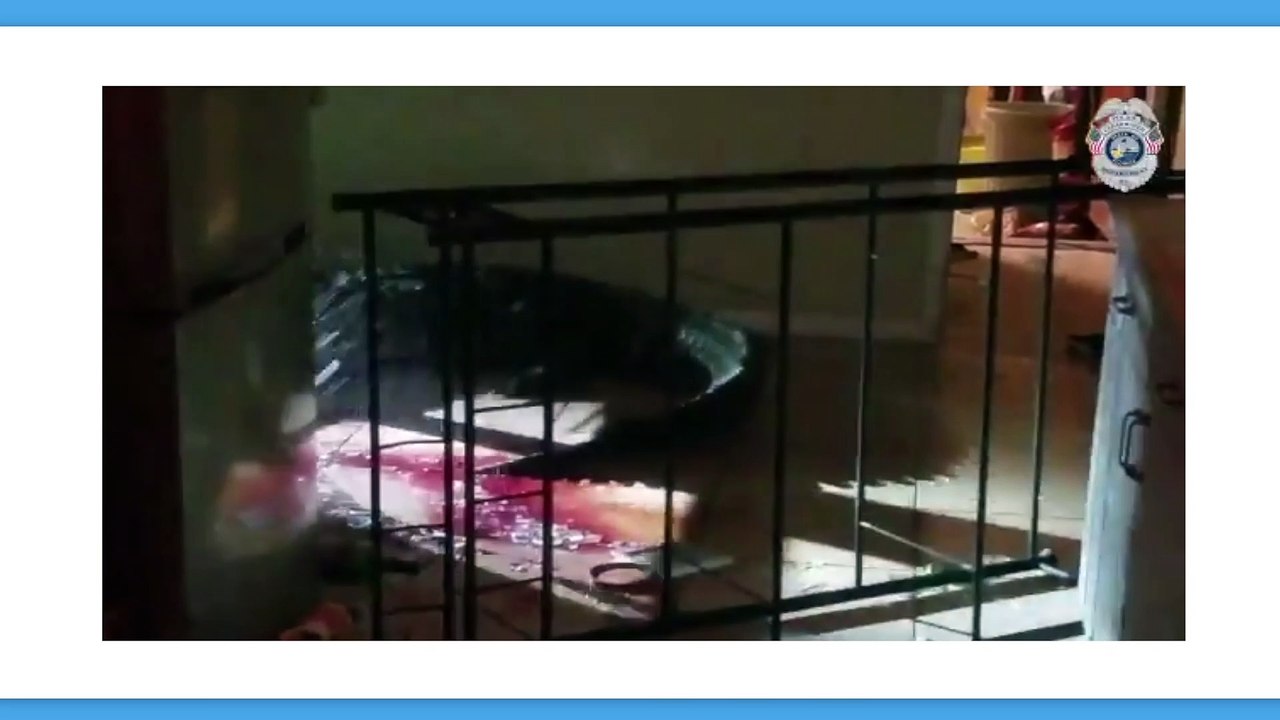 Stati Uniti: nel cuore della notte, si trova faccia a faccia con un alligatore di 3 metri nella sua cucina (VIDEO)