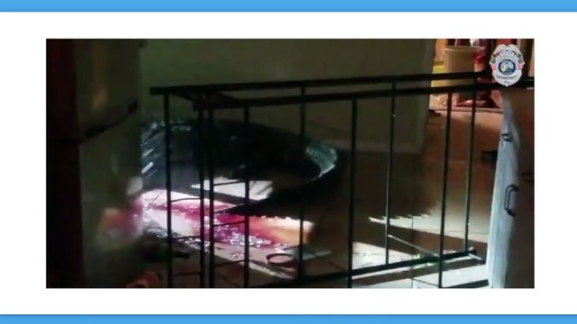 Stati Uniti: nel cuore della notte, si trova faccia a faccia con un alligatore di 3 metri nella sua cucina (VIDEO)