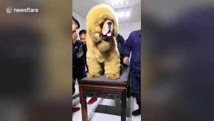 This giant Tibetan mastiff in eastern China looks just like a lion