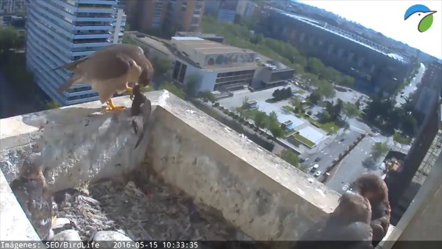 Los vencejos celebran por primera vez su Día Mundial