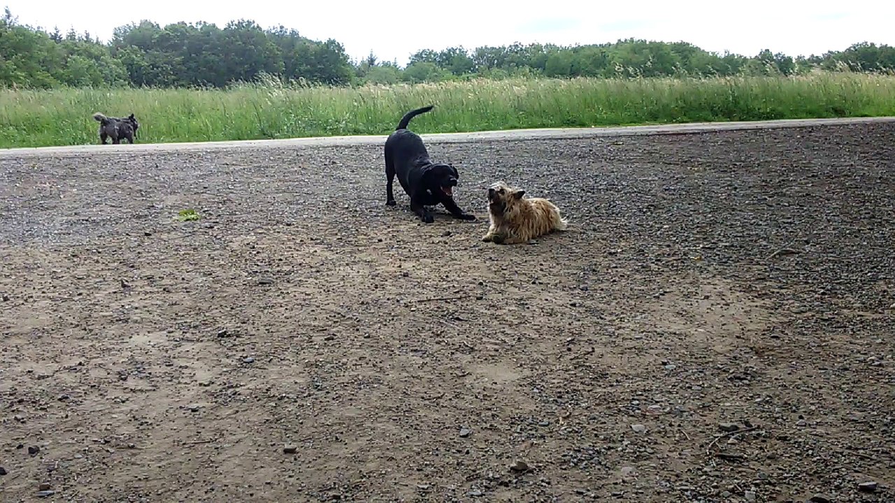 DOLLY & TRIBORD