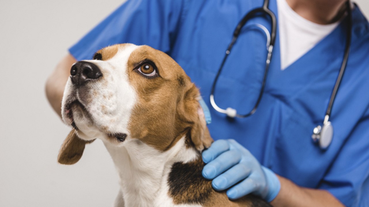 Herpes en perros, te lo contamos todo