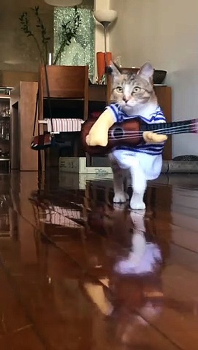 Funny cat