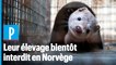 L’élevage d'animaux à fourrure bientôt interdit en Norvège