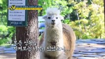 알파카가 인사를?! 귀여운 천재 알파카들의 개인기 대결!!