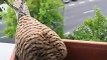 Cet aigle a pondu ses oeufs dans une jardinière de fenêtre d'appartement !