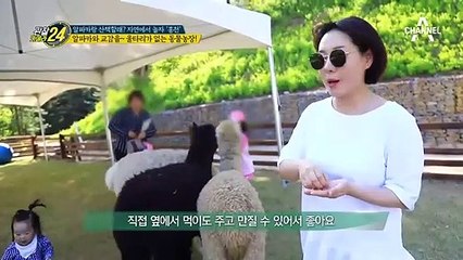 귀여운 알파카와 힐링타임 어때요?! 알파카와 함께 산책을! (ft.홍천)