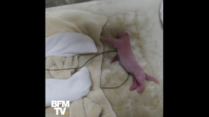 Il a vu le jour mercredi en Chine. Voici le premier panda né en captivité cette année