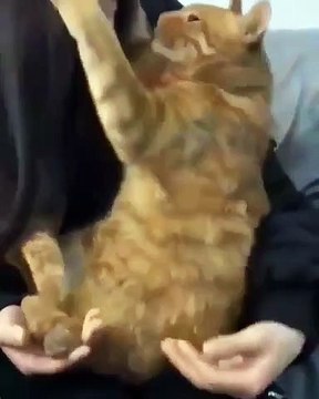 Ce chat aime particulièrement les bisous sur la bouche. Surprenant !