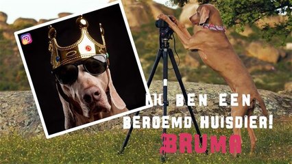 Ik ben een beroemd huisdier: Instagram model Bruma