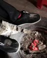Quand un chaton se réchauffe prés du feu. Adorable !
