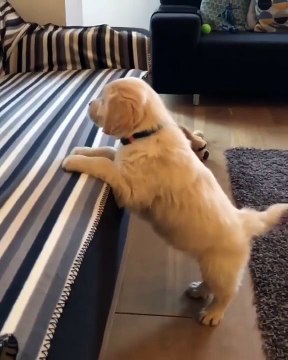 Lorsqu'un chiot essaie à plusieurs reprises de monter sur un fauteuil mais sans succès. Trop drôle !