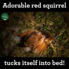 Un adorable écureuil roux se mettant au lit! Magnifique!